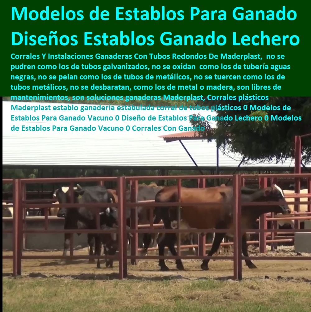 Corrales plásticos Maderplast establo ganadería estabulada corral de tubos plásticos 0 Modelos de Establos Para Ganado Vacuno 0 Diseño de Establos Para Ganado Lechero 0 Modelos de Establos Para Ganado Vacuno 0 Corrales Con Ganado Corrales plásticos Maderplast establo ganadería estabulada Ganaderías Tecnificadas, Explotación Ganadera Automatizada, Sistemas de Pastoreo, Estabulación de Ganado, Pastoreo Intensivo, Establos, Corrales, Saladeros, Comederos, Cerramientos, Postes, corral de tubos plásticos 0 Modelos de Establos Para Ganado Vacuno 0 Diseño de Establos Para Ganado Lechero 0 Modelos de Establos Para Ganado Vacuno 0 Corrales Con Ganado